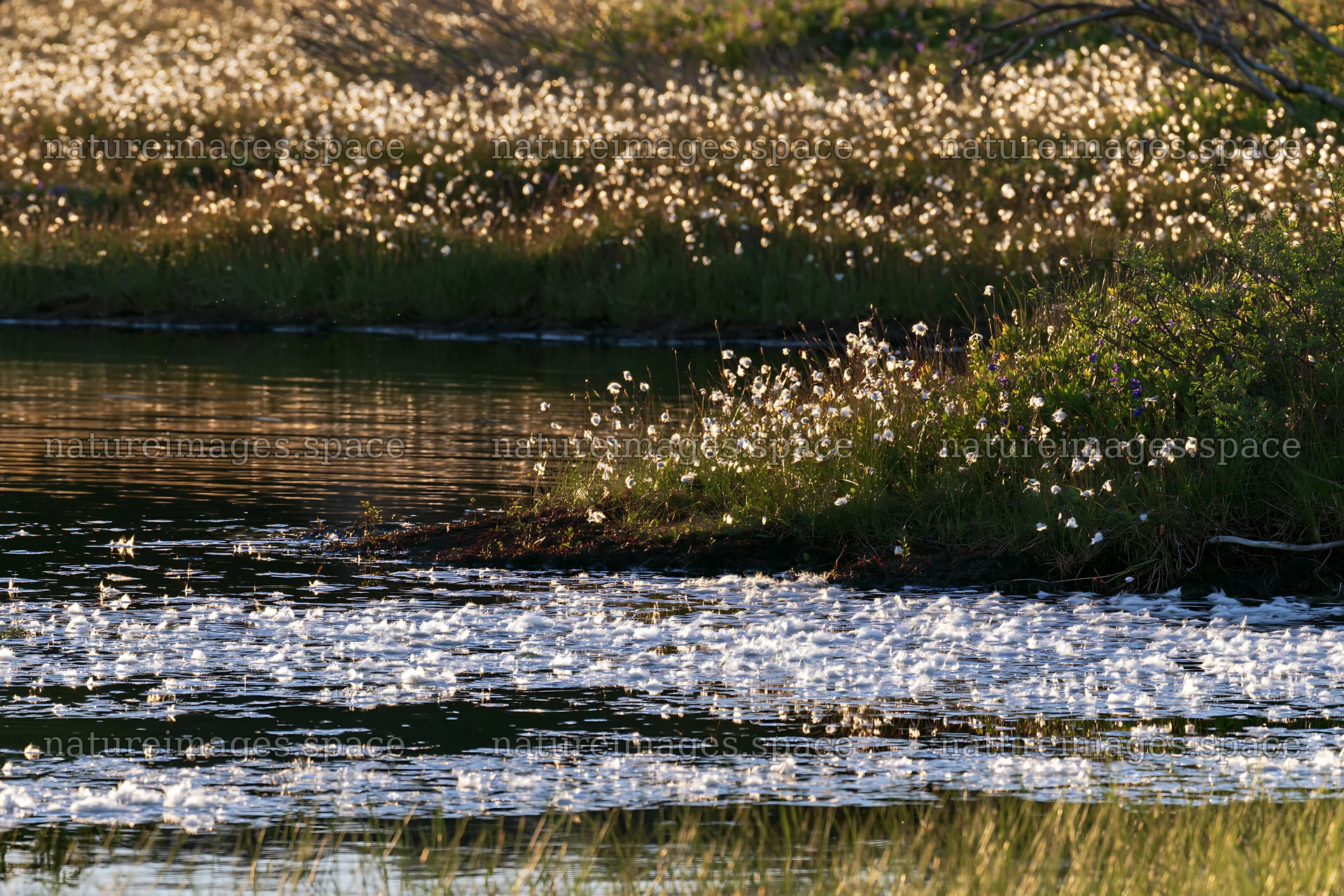 Cottongrass meadow glow near a water body in natural light – nature images 9722x6480