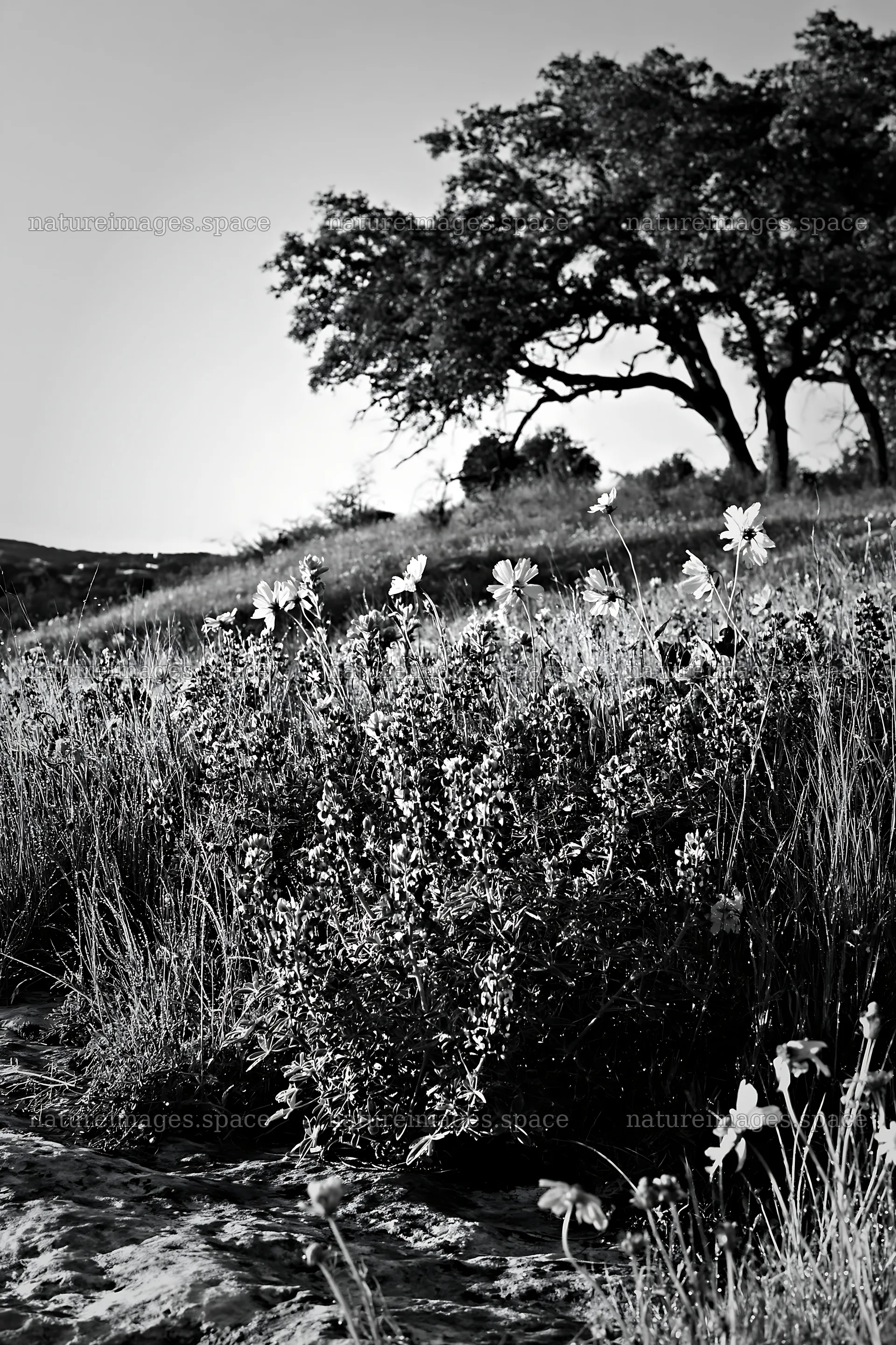 Regenerative meadow with flowers and trees during daytime – nature images 6480x9722