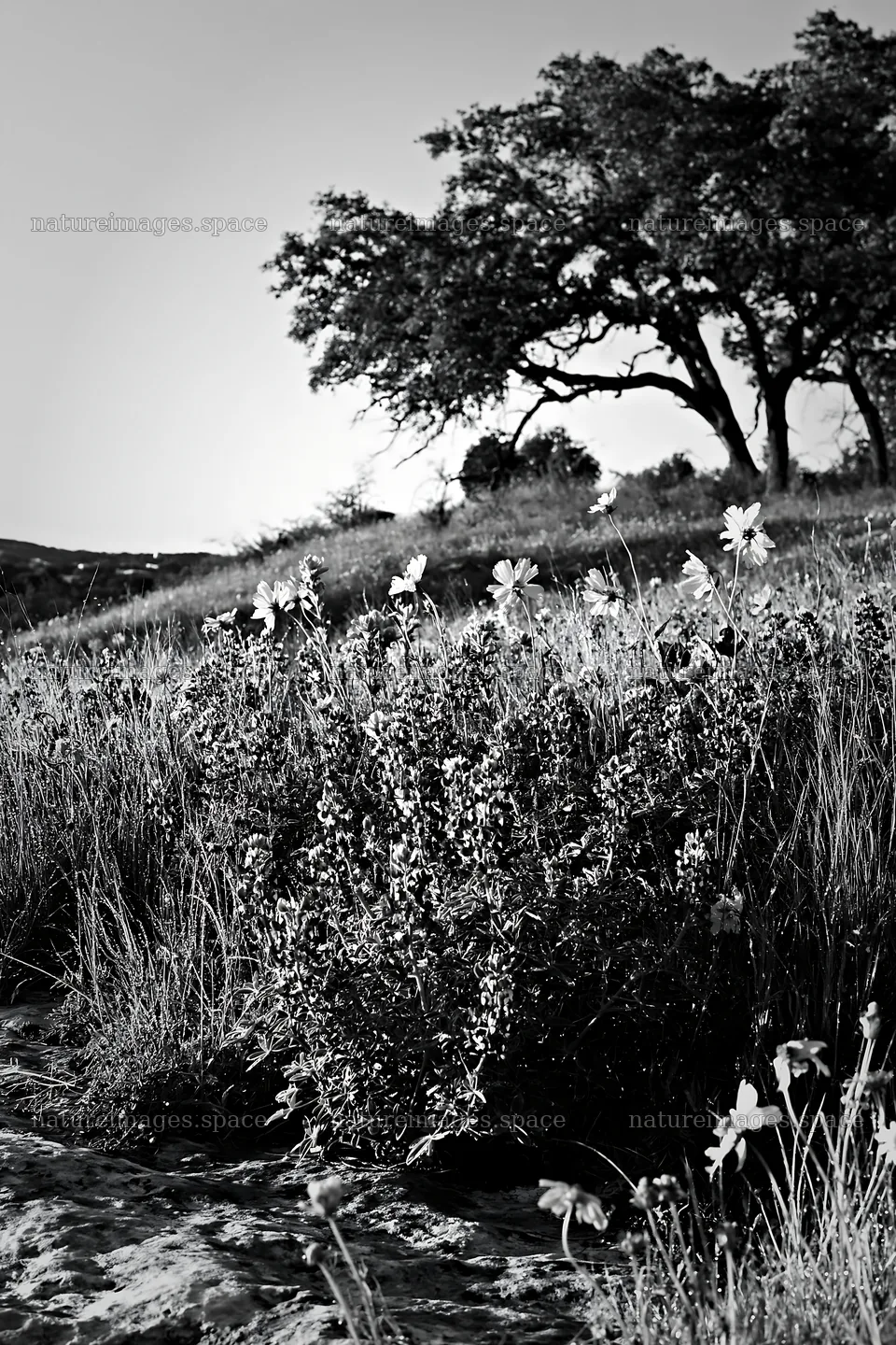Regenerative meadow with flowers and trees during daytime – nature images 6480x9722