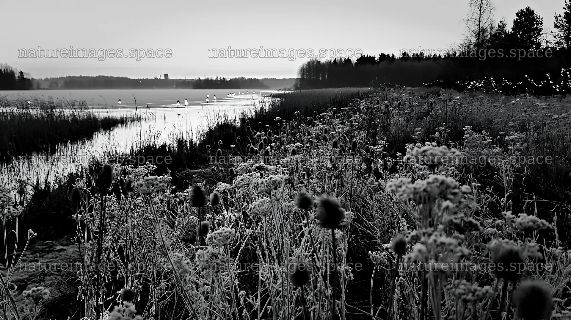 Frosty meadow with seedheads and lanterns on a winter evening – nature images 10608x5938