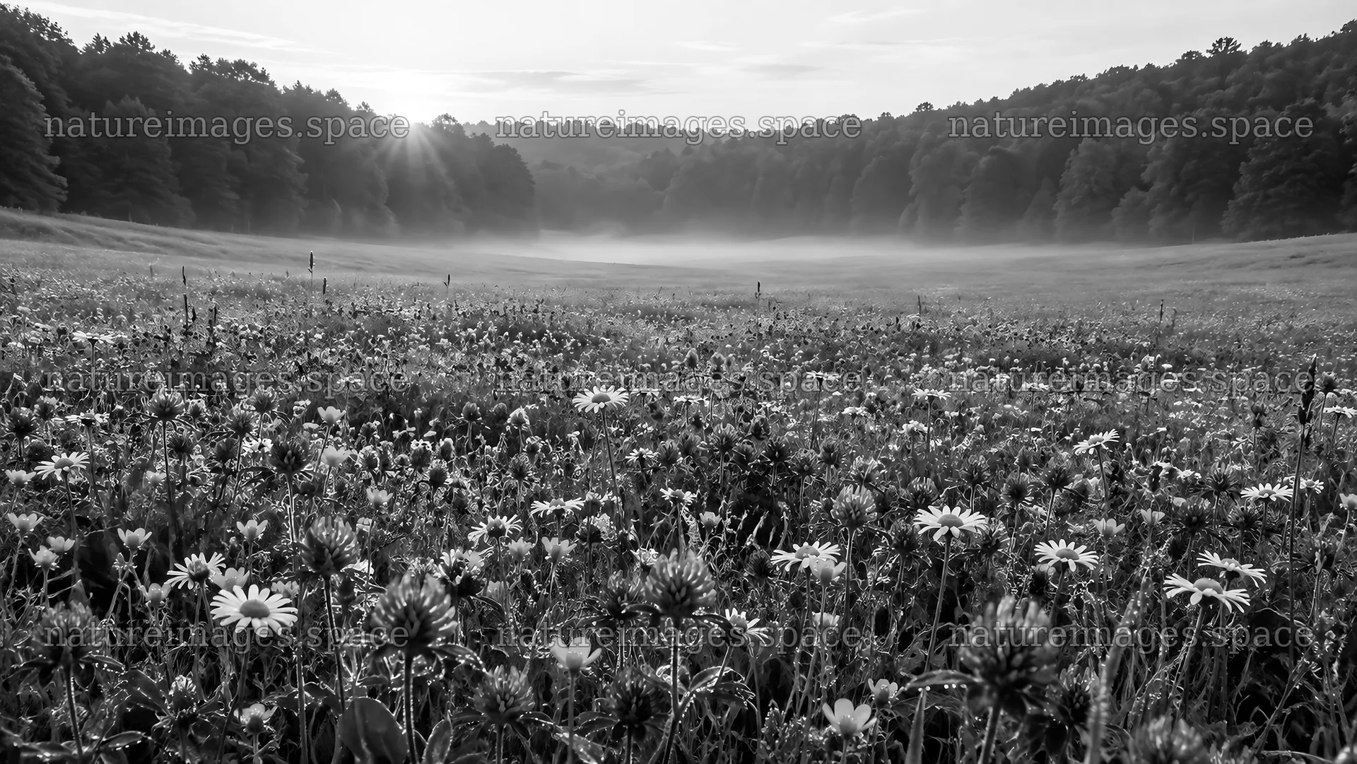 Misty Woodland Clearing at Sunrise in Monochrome – nature images 10324x5812