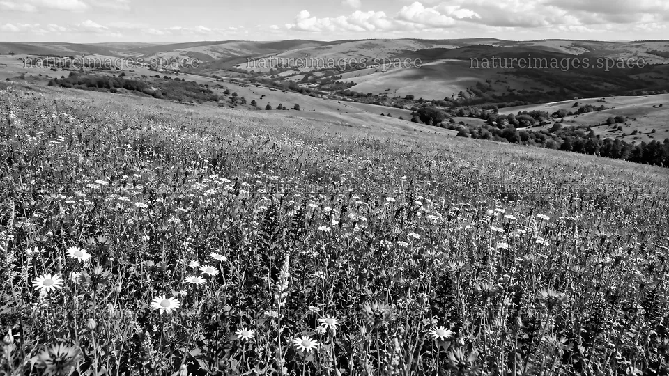 Wildflower Meadow Across Rolling Hills in Monochrome – nature images 10324x5812