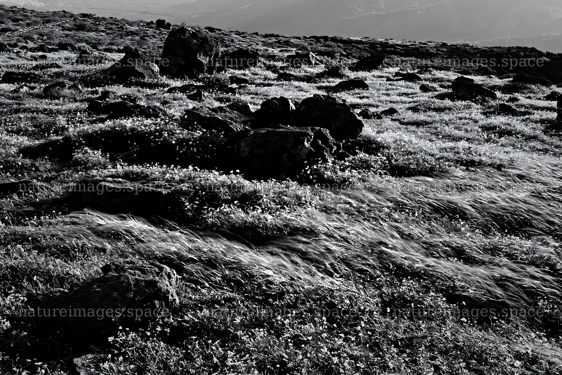 Yamanashi regenerative meadow with basalt stones in sunlight – nature images 9722x6480