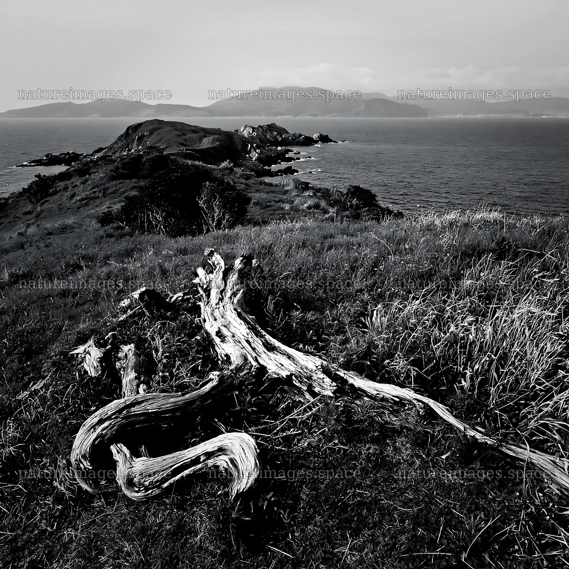 Nagasaki coastal meadow driftwood foreground mood – nature images 7938x7938