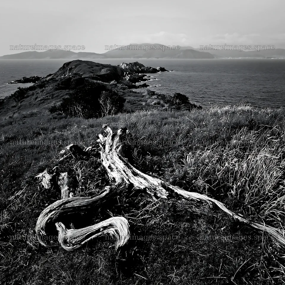 Nagasaki coastal meadow driftwood foreground mood – nature images 7938x7938