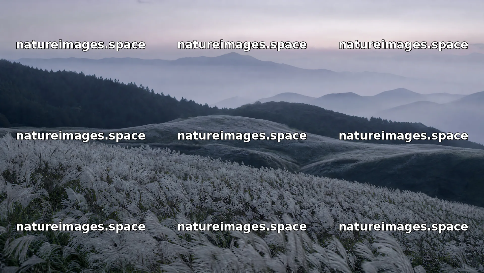 Seedhead meadow with hills and mountains in the background – nature images 10556x5968