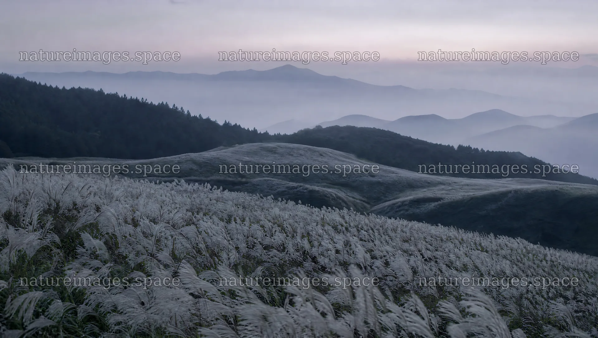 Seedhead meadow with hills and mountains in the background – nature images 10556x5968