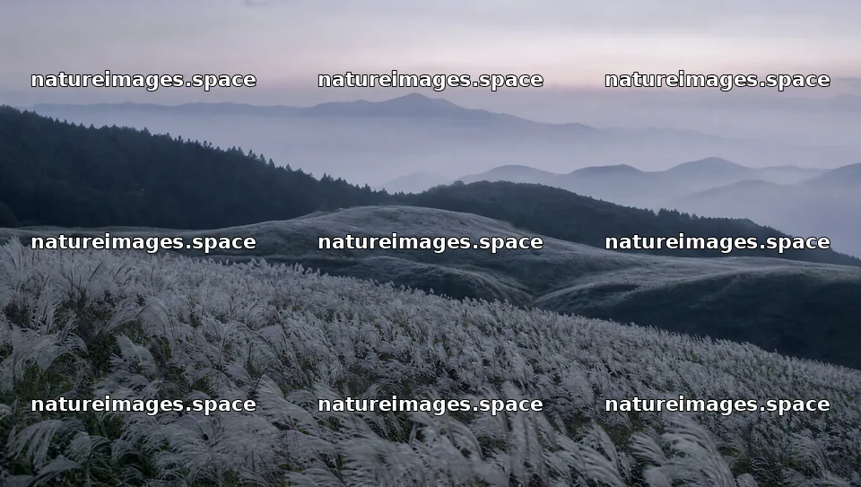 Seedhead meadow with hills and mountains in the background – nature images 10556x5968