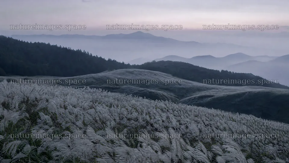 Seedhead meadow with hills and mountains in the background – nature images 10556x5968