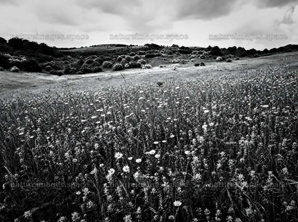 Rewilded meadow with flowers under a cloudy sky – nature images 9186x6858
