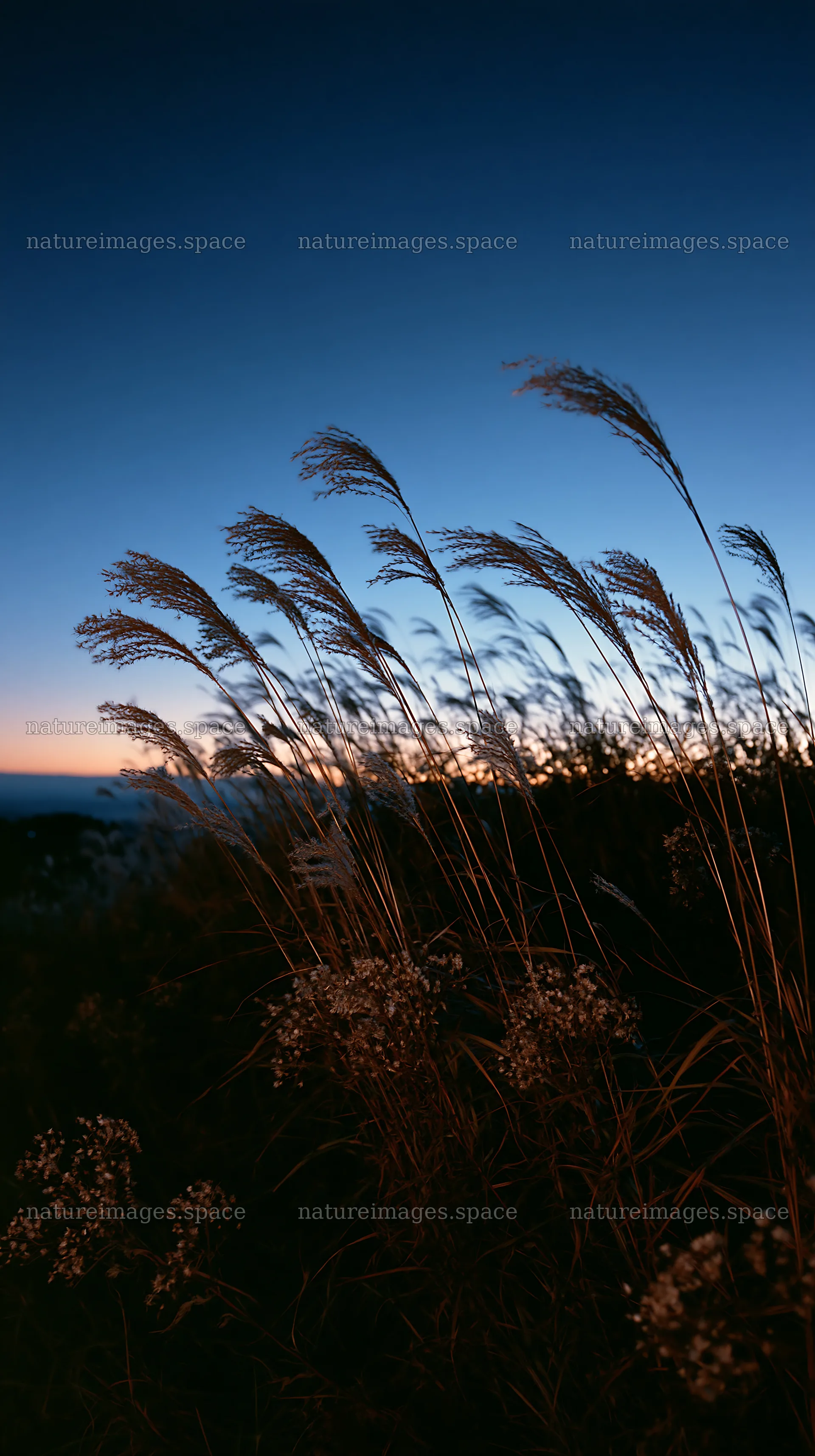Ehime twilight meadow with dry seedheads – nature images 5938x10608