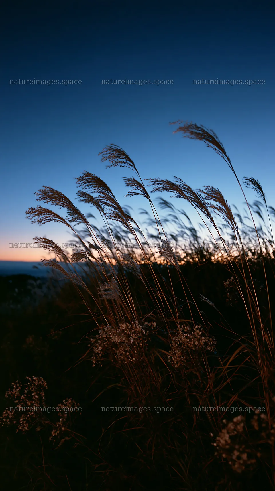 Ehime twilight meadow with dry seedheads – nature images 5938x10608