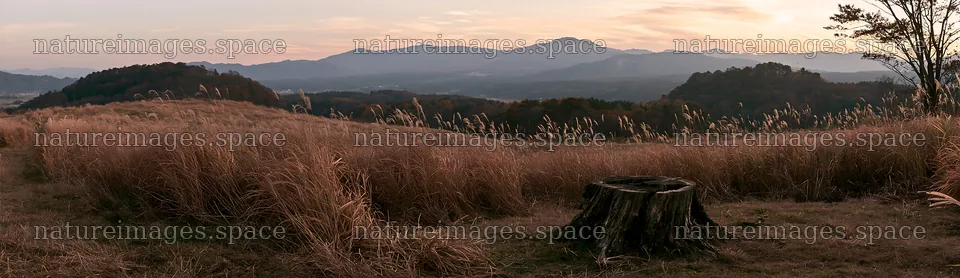 Fukushima native meadow with weathered stump at sunset – nature images 14762x4268