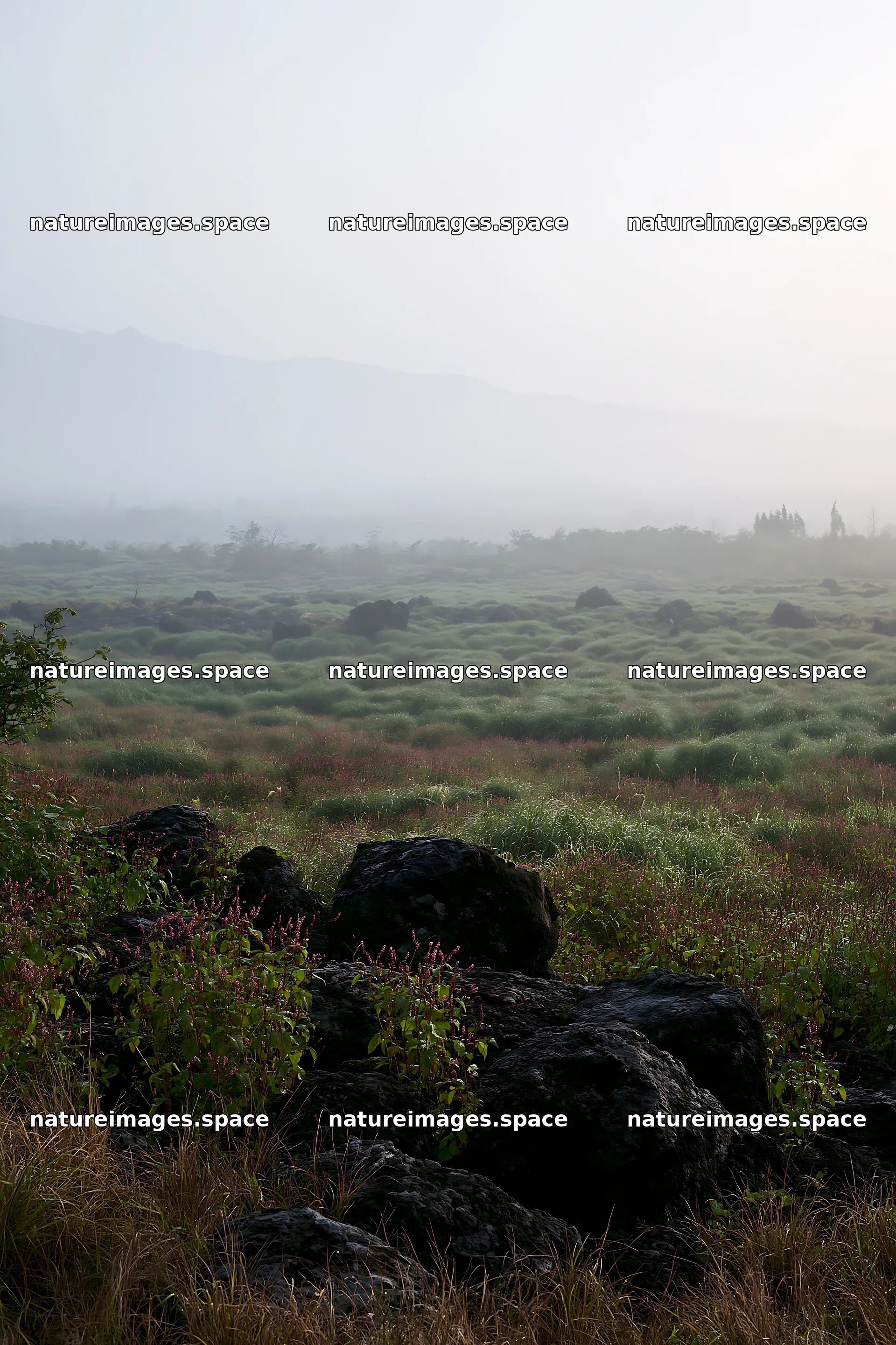 Yamanashi regenerative meadow with basalt stones in fog – nature images 6480x9722