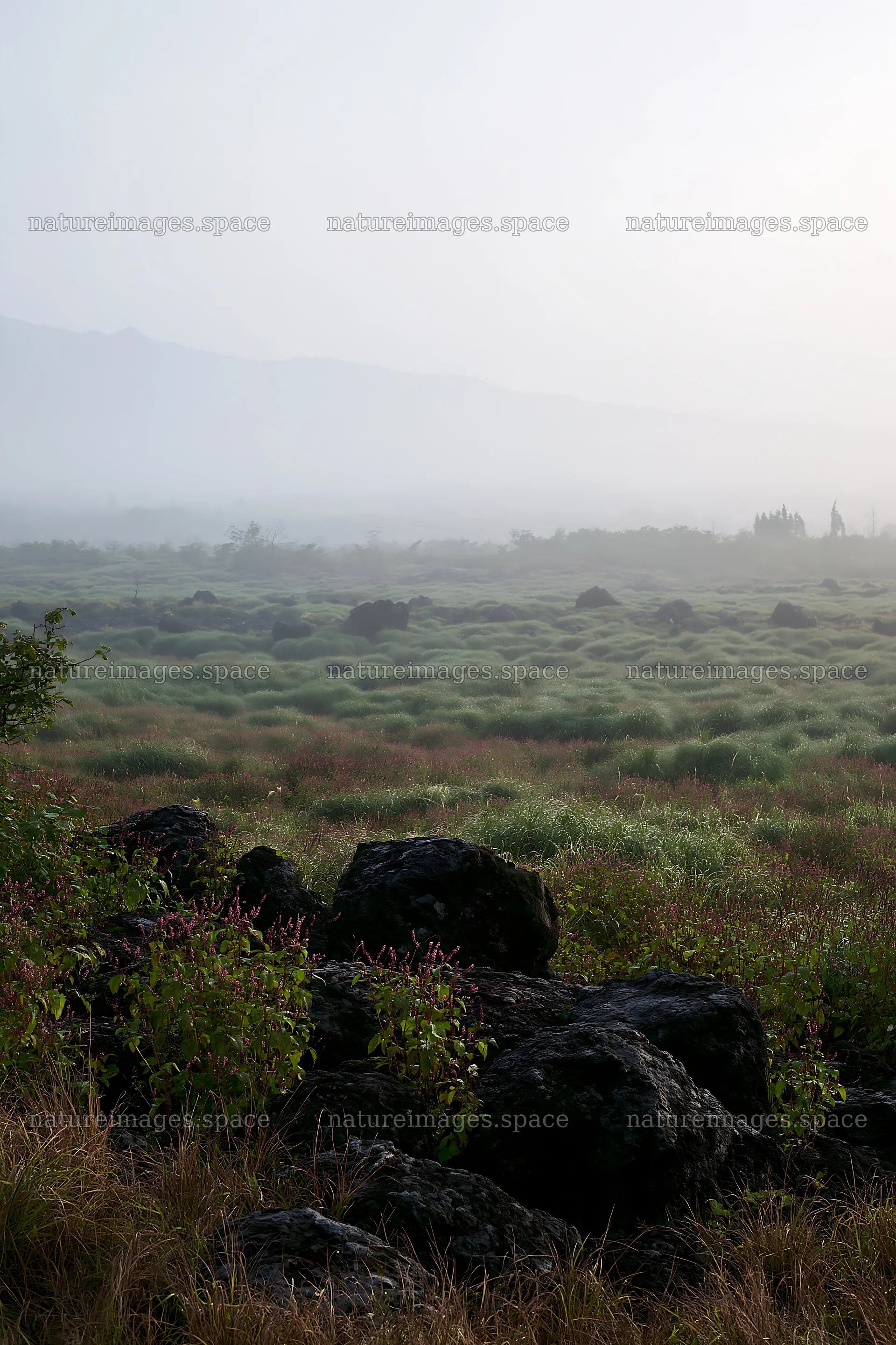 Yamanashi regenerative meadow with basalt stones in fog – nature images 6480x9722