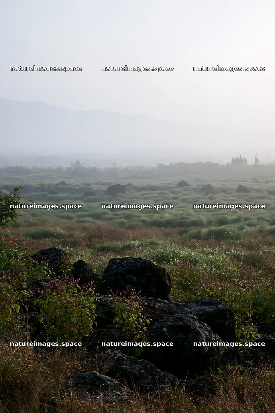 Yamanashi regenerative meadow with basalt stones in fog – nature images 6480x9722