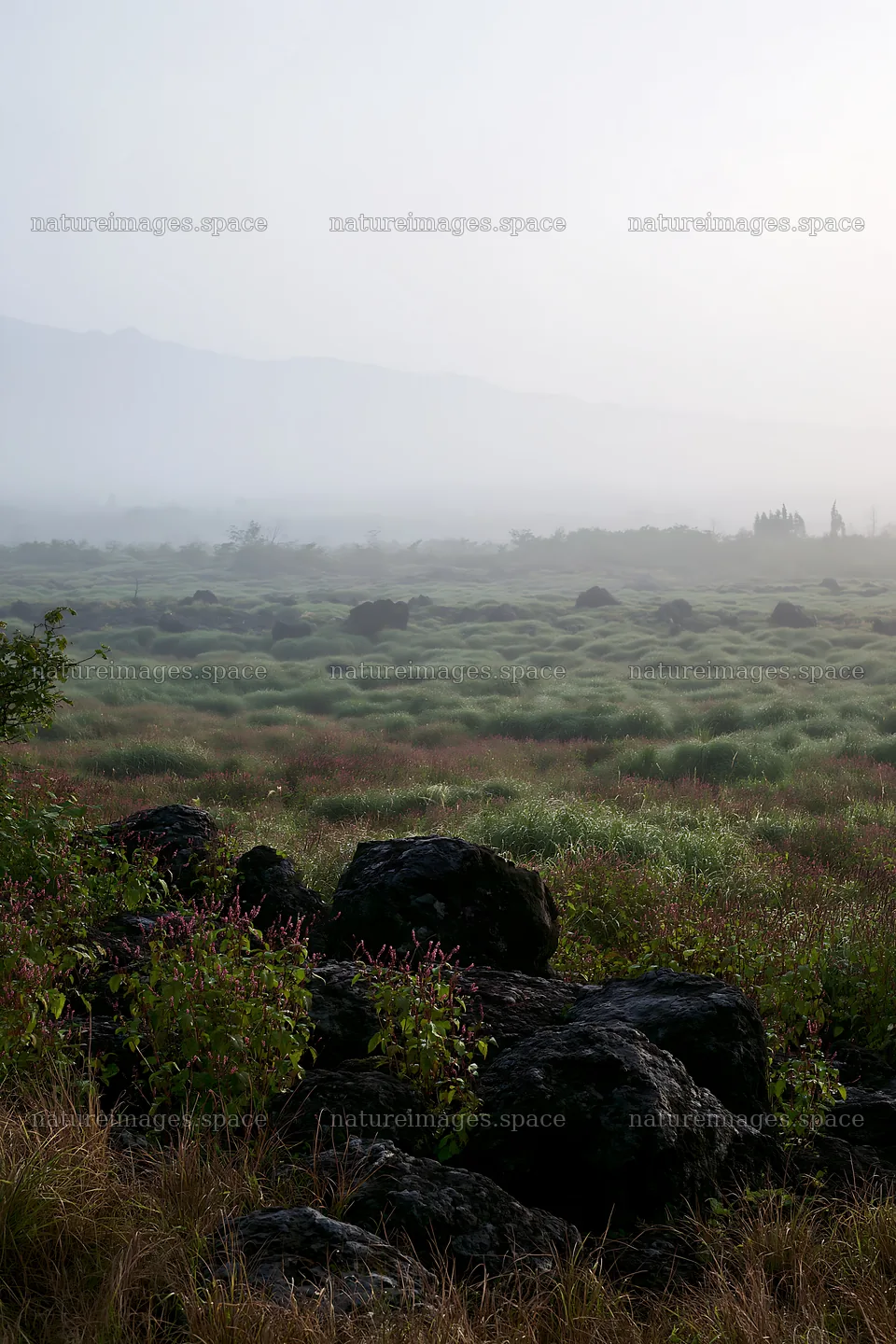 Yamanashi regenerative meadow with basalt stones in fog – nature images 6480x9722