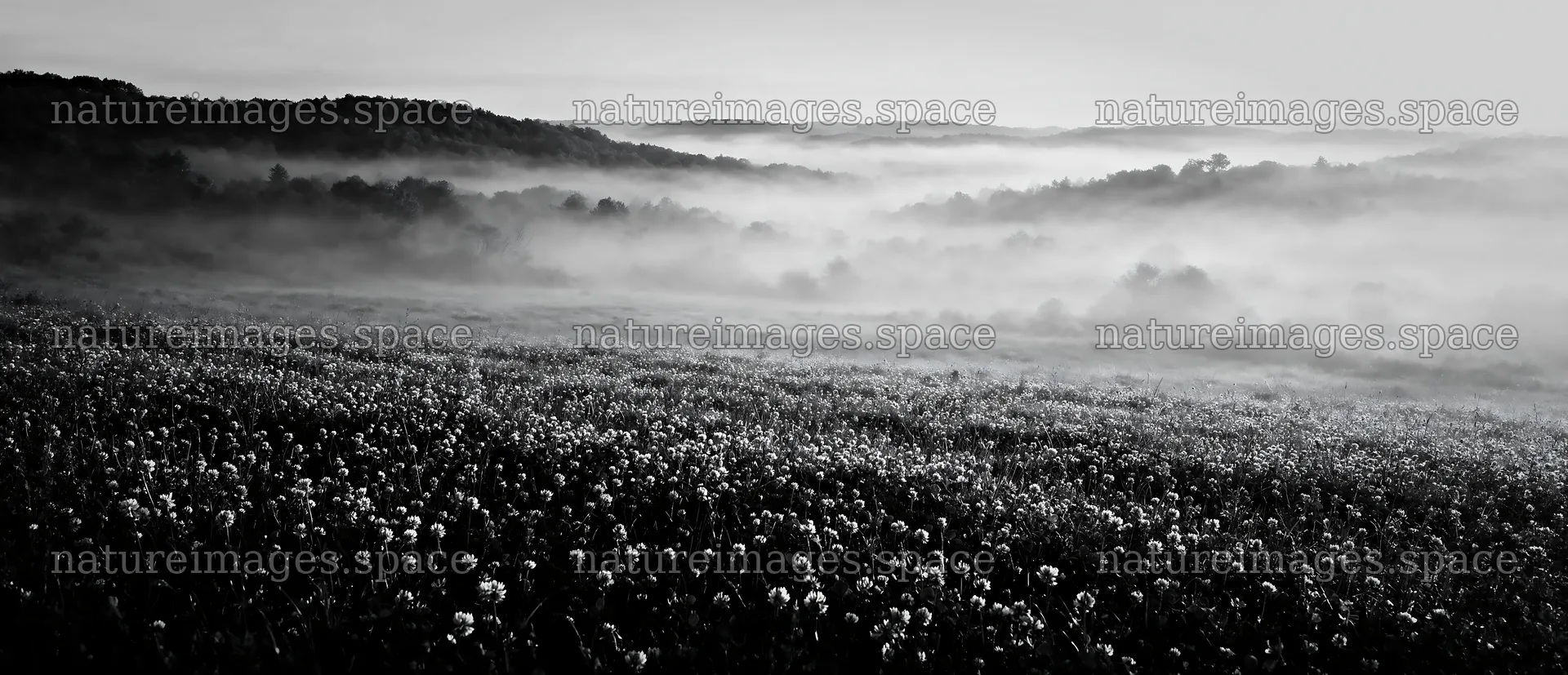 Clover speedwell meadow with foggy hills in the background – nature images 12094x5210