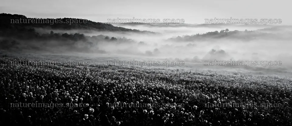 Clover speedwell meadow with foggy hills in the background – nature images 12094x5210