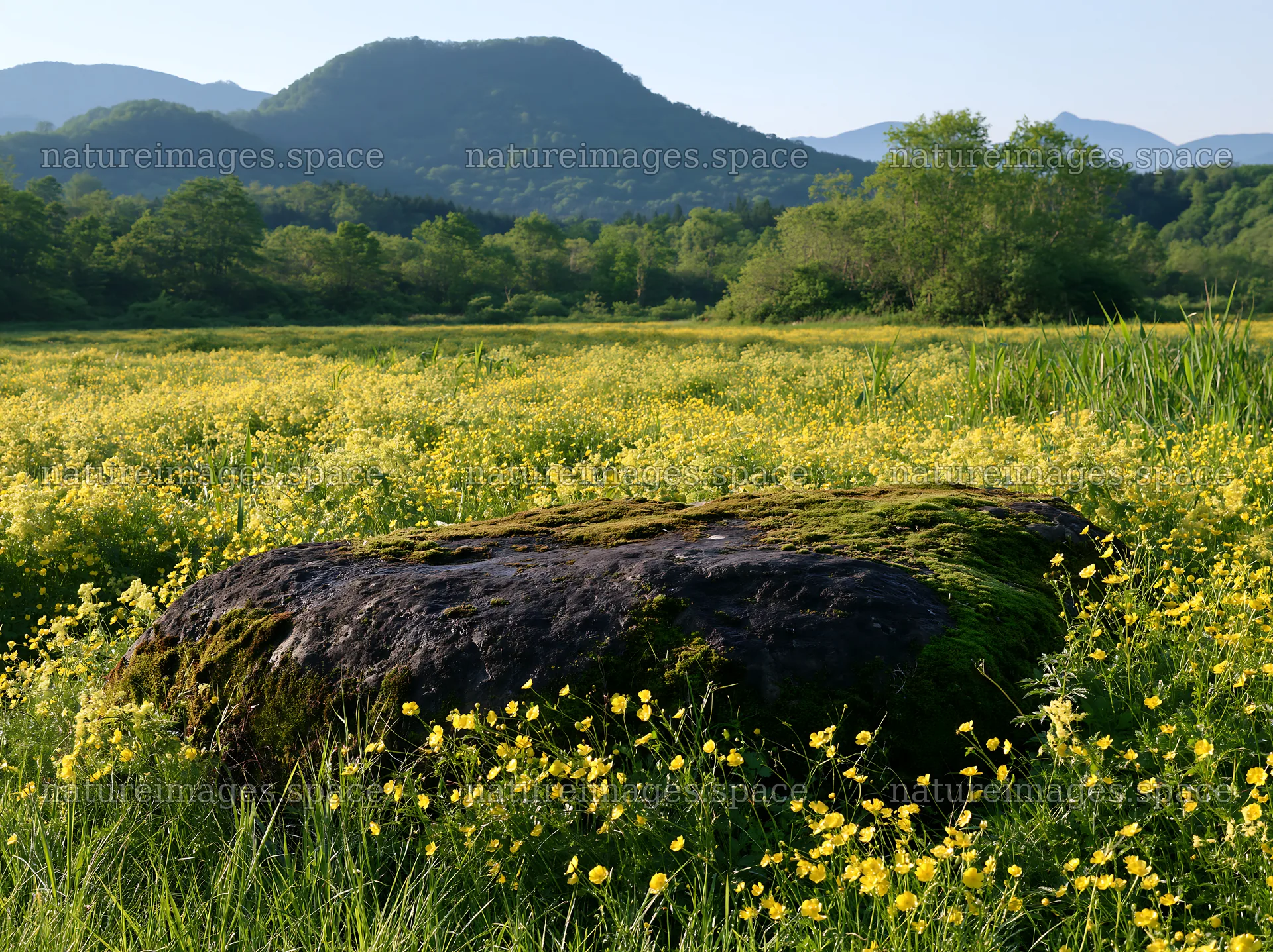 Mossy stone in spring meadow with yellow flowers in Miyagi – nature images 9174x6866