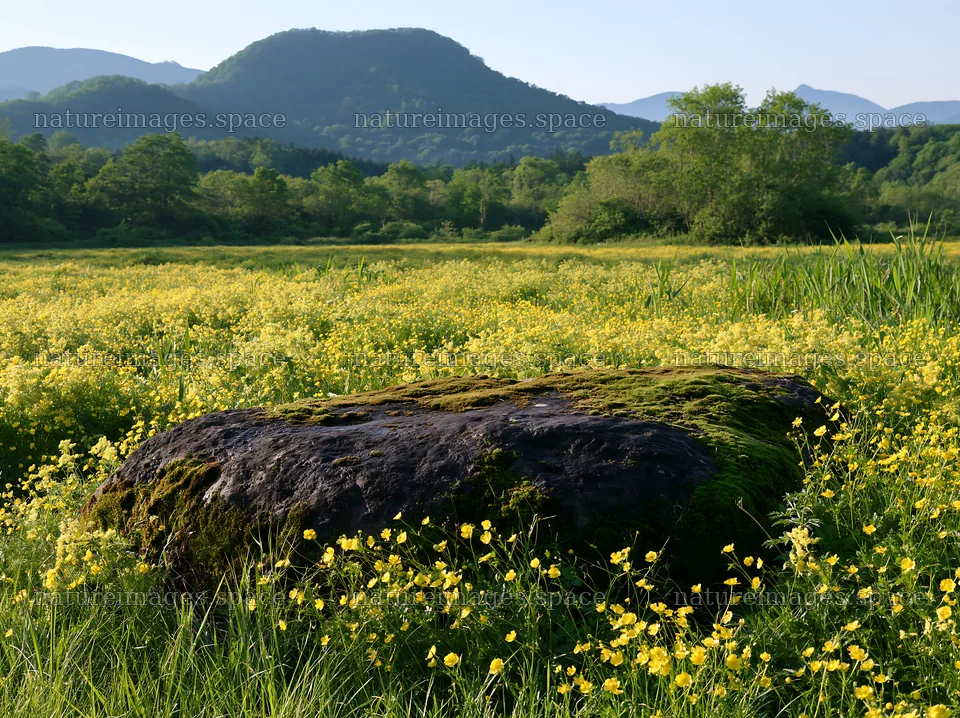 Mossy stone in spring meadow with yellow flowers in Miyagi – nature images 9174x6866
