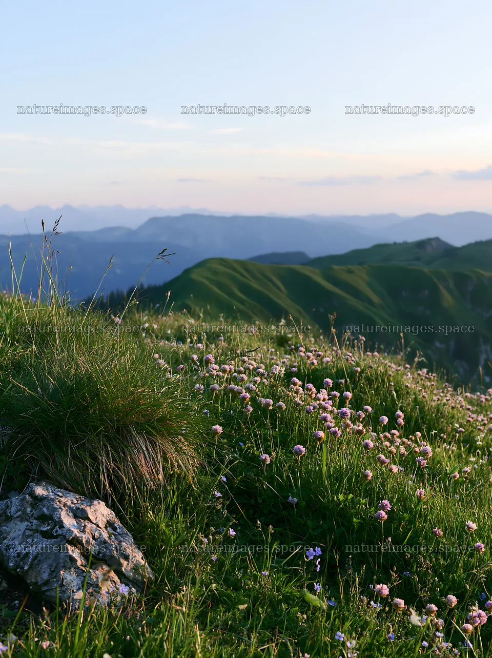 Clover speedwell meadow with mountains in the background – nature images 6866x9174