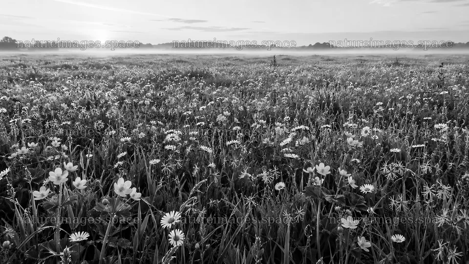 Wildflower Meadow in Morning Mist, Monochrome – nature images 10324x5812