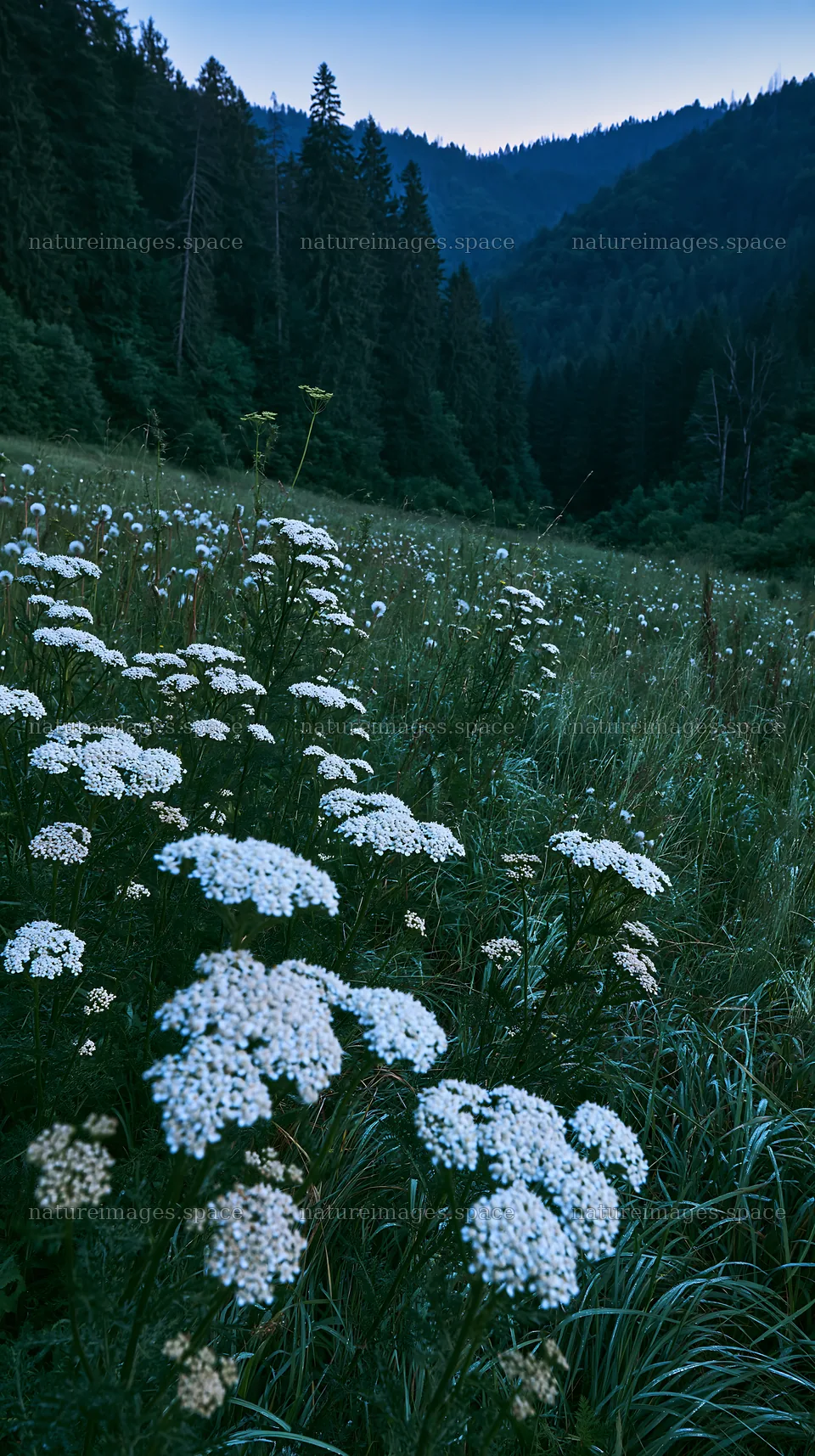 Slovak meadow filled with flowers in Carpathian valley – nature images 5938x10608