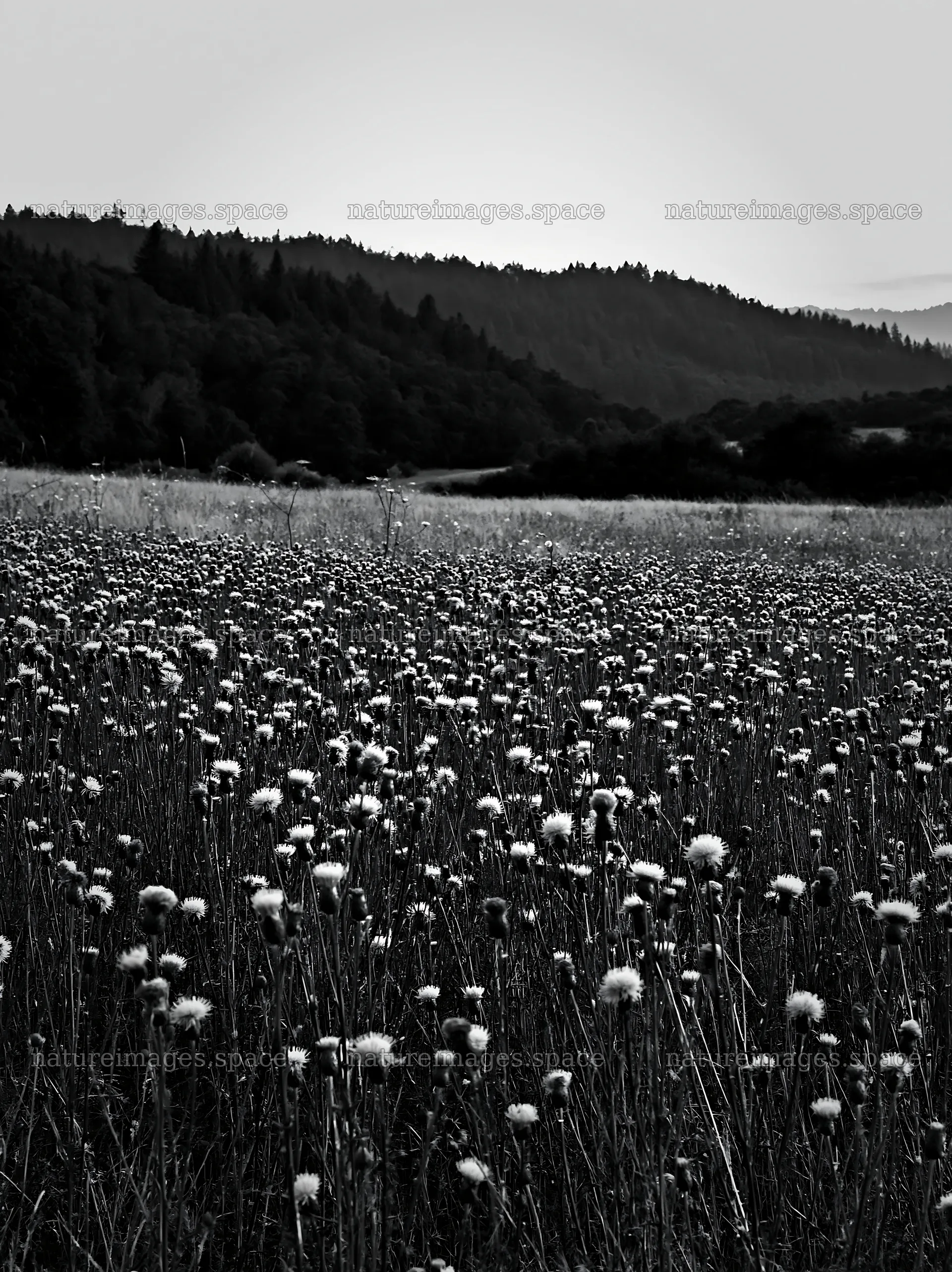 Violet knapweed meadow in a natural setting – nature images 6866x9174
