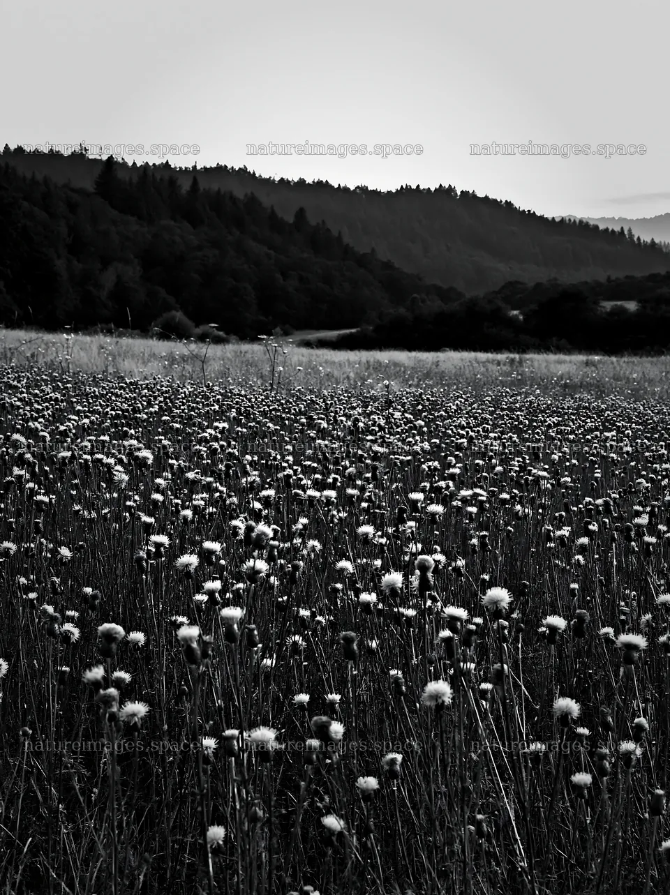 Violet knapweed meadow in a natural setting – nature images 6866x9174