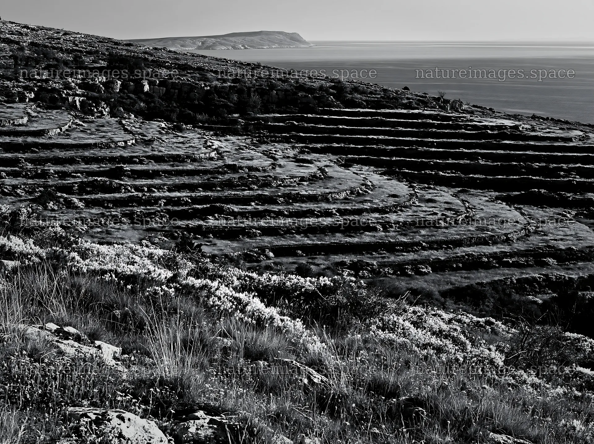 Croatian meadow above Adriatic coast – nature images 9174x6866