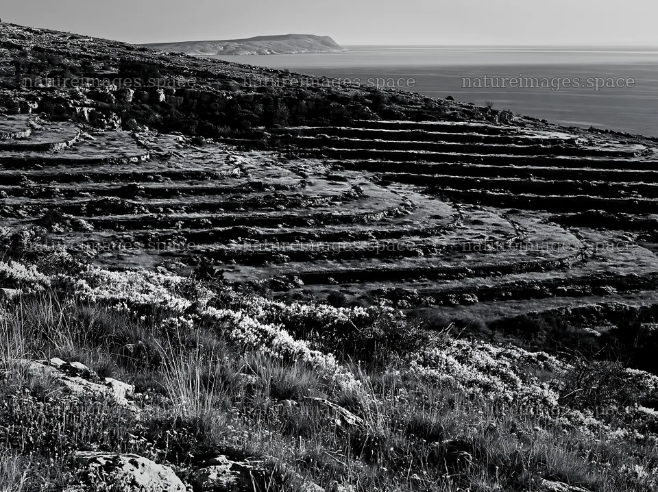 Croatian meadow above Adriatic coast – nature images 9174x6866