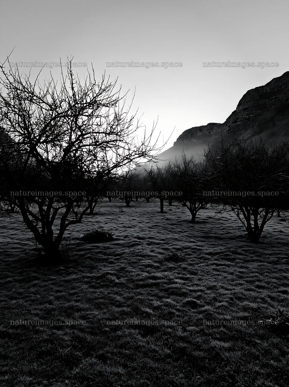 Apple trees in a valley meadow at dawn – nature images 6866x9174