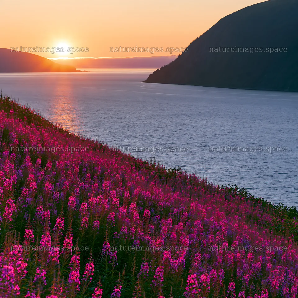 Fireweed meadow at sunset over water and hills – nature images 7938x7938