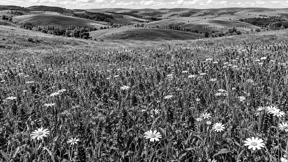 Black and White Wildflower Meadow and Rolling Hills – nature images 10324x5812