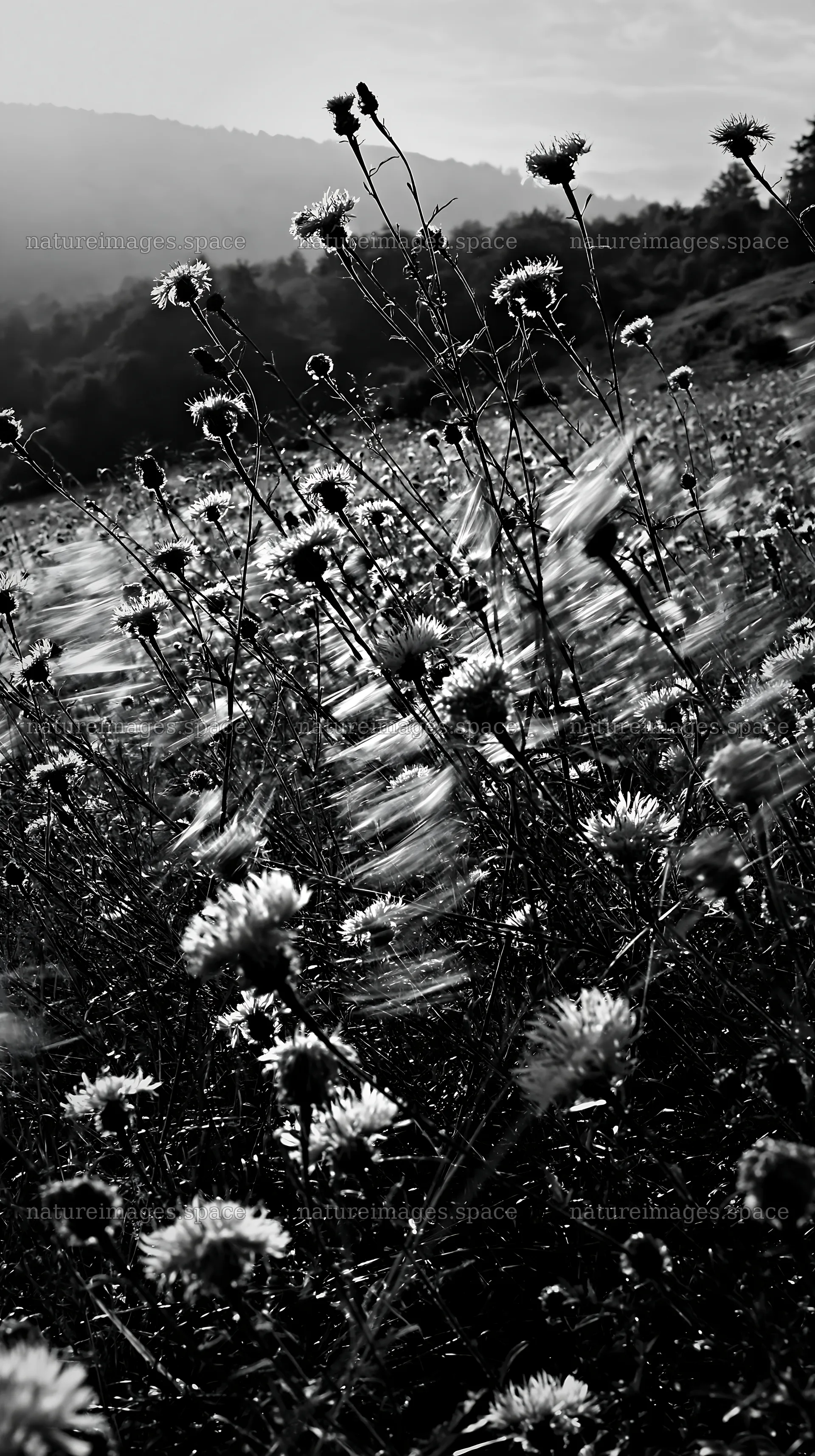 Meadow with knapweed and wind in black and white – nature images 5938x10608
