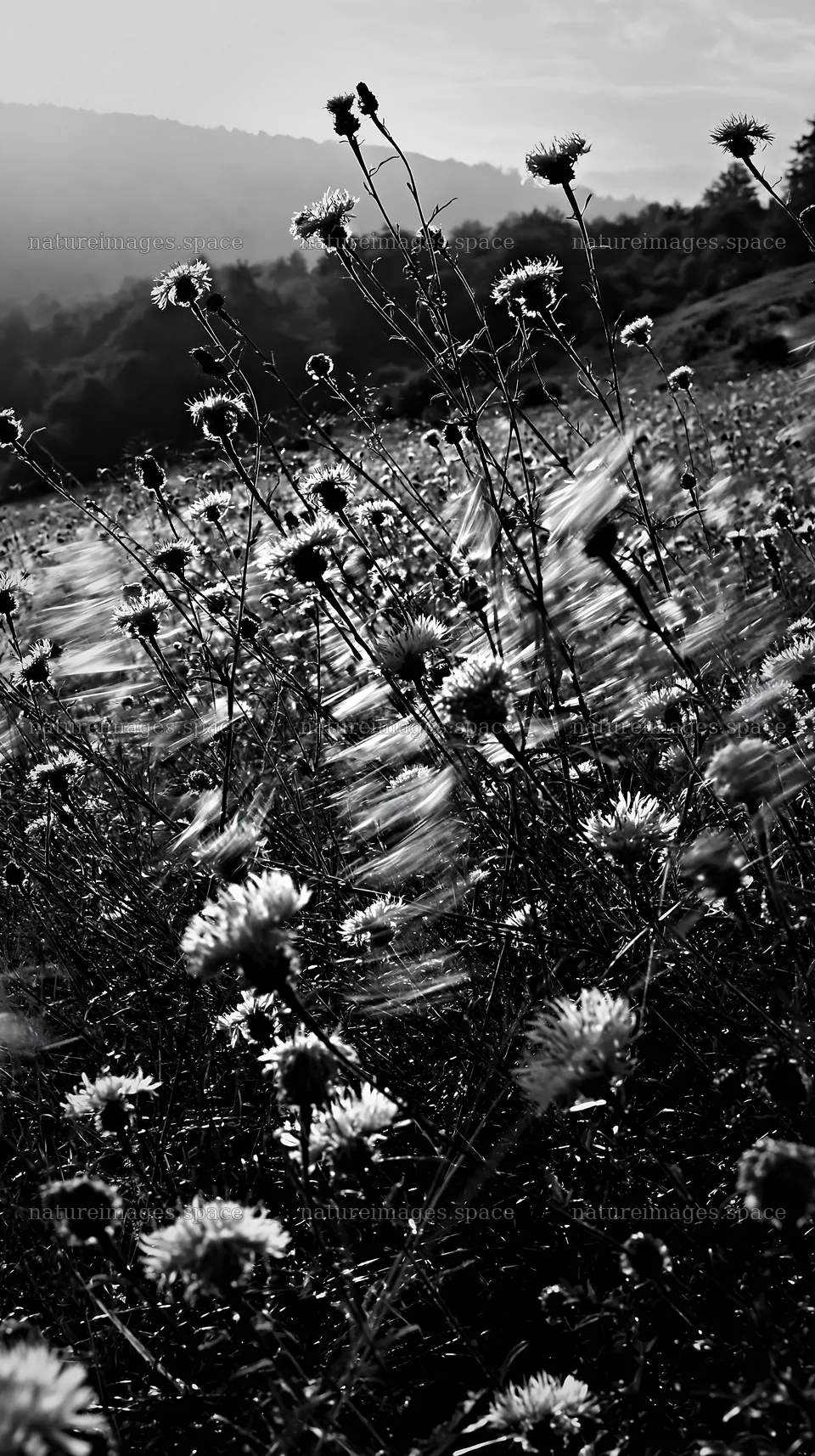 Meadow with knapweed and wind in black and white – nature images 5938x10608