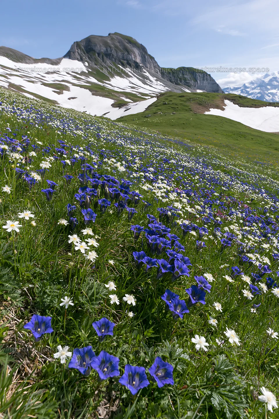 Swiss subalpine meadow with wildflowers and snow-capped ridgelines – nature images 6480x9722