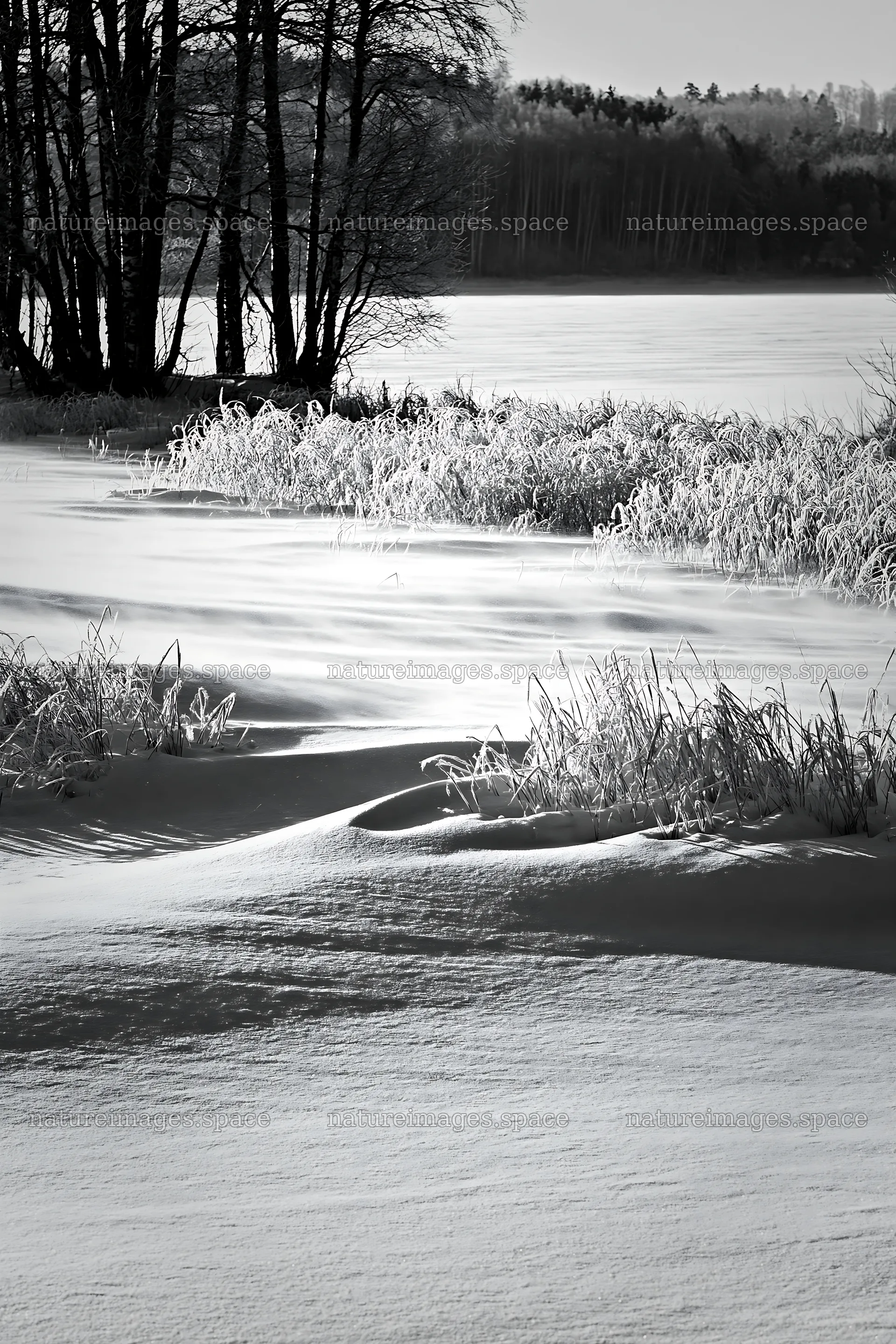 Snowy lakeside meadow with trees and frozen lake view – nature images 6480x9722
