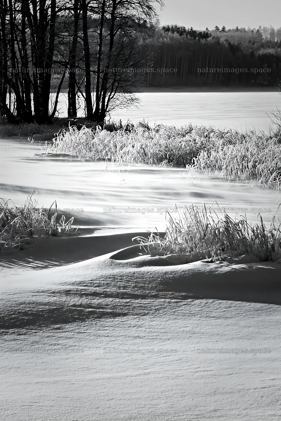 Snowy lakeside meadow with trees and frozen lake view – nature images 6480x9722