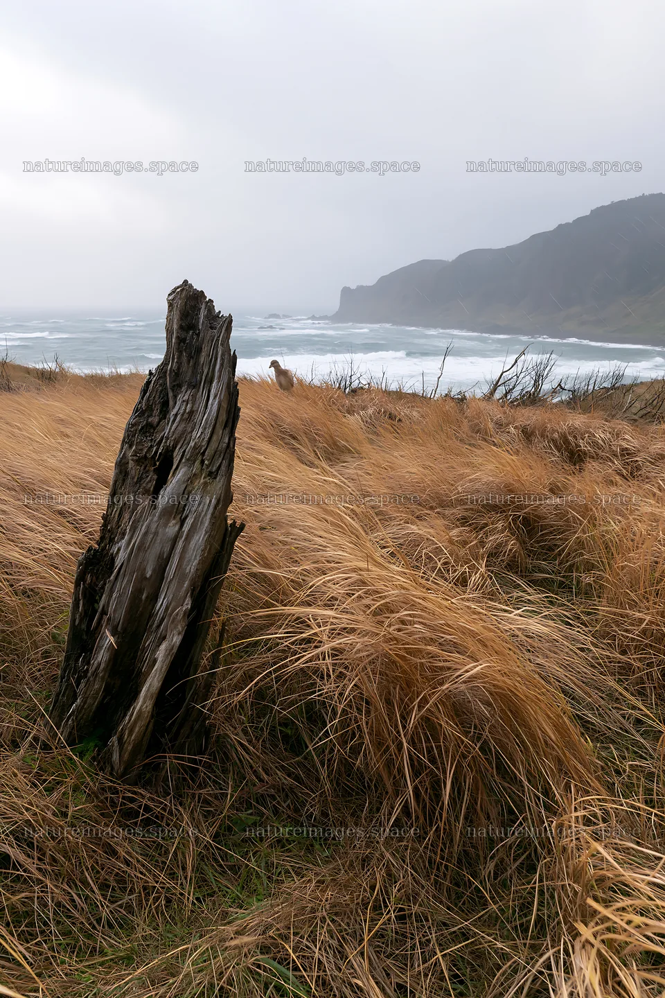 Ishikawa coastal meadow storm washed driftwood in a field – nature images 6480x9722