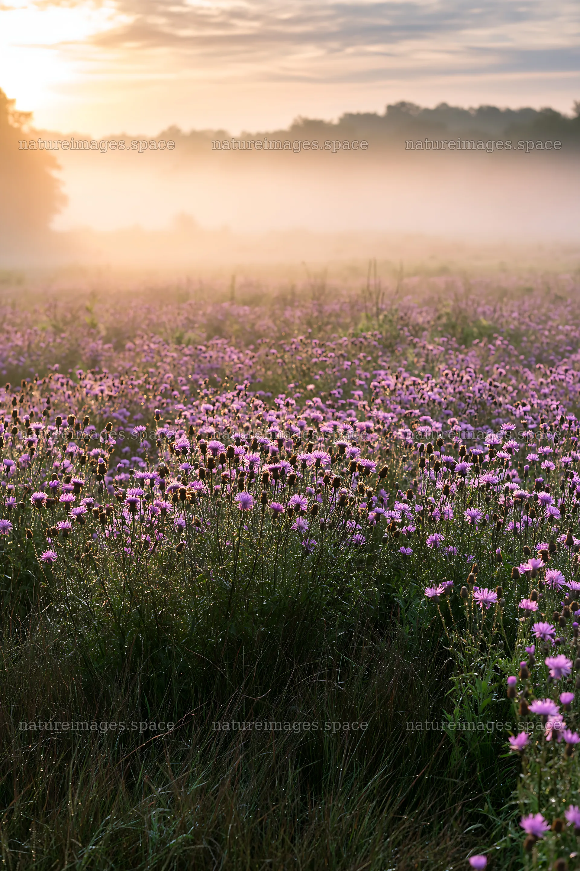 Violet knapweed meadow at sunrise with mist – nature images 6480x9722