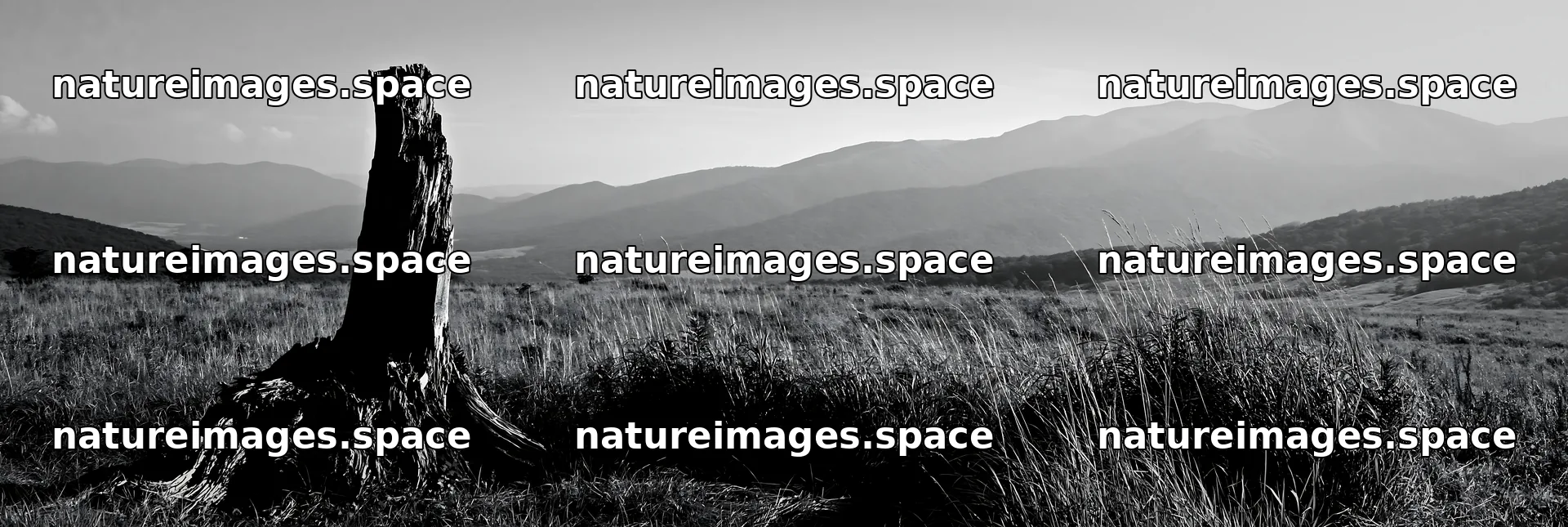 Fukushima native meadow with weathered stump in open landscape – nature images 13690x4602
