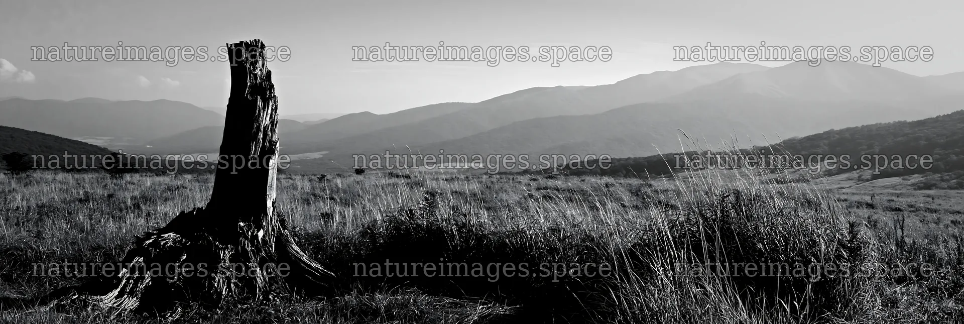 Fukushima native meadow with weathered stump in open landscape – nature images 13690x4602