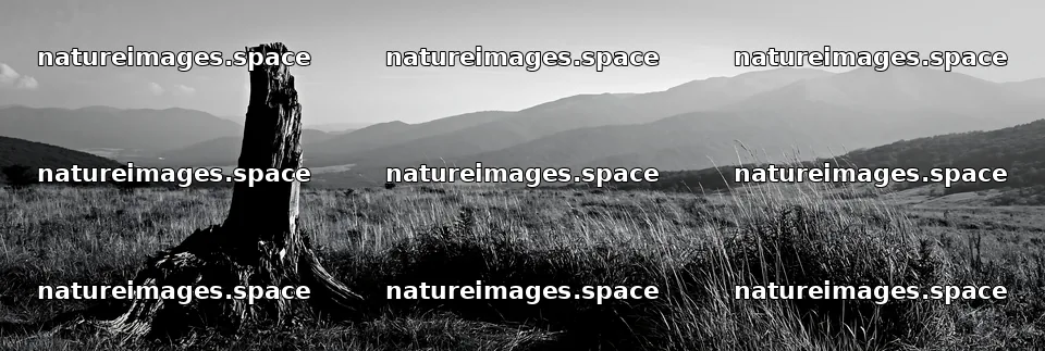 Fukushima native meadow with weathered stump in open landscape – nature images 13690x4602