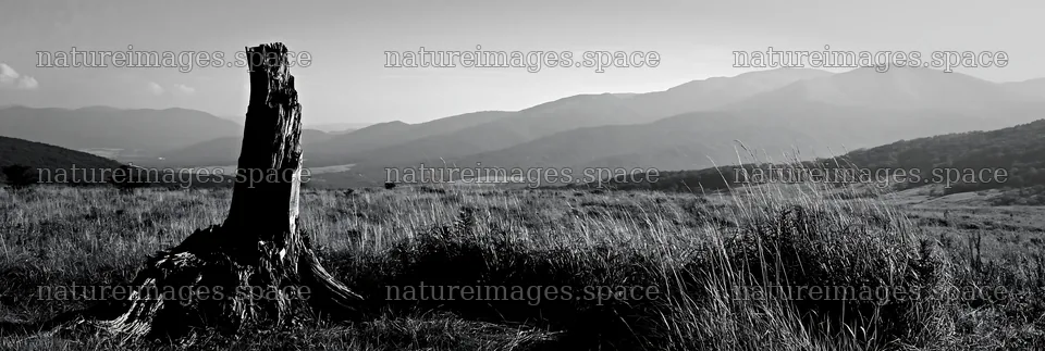 Fukushima native meadow with weathered stump in open landscape – nature images 13690x4602