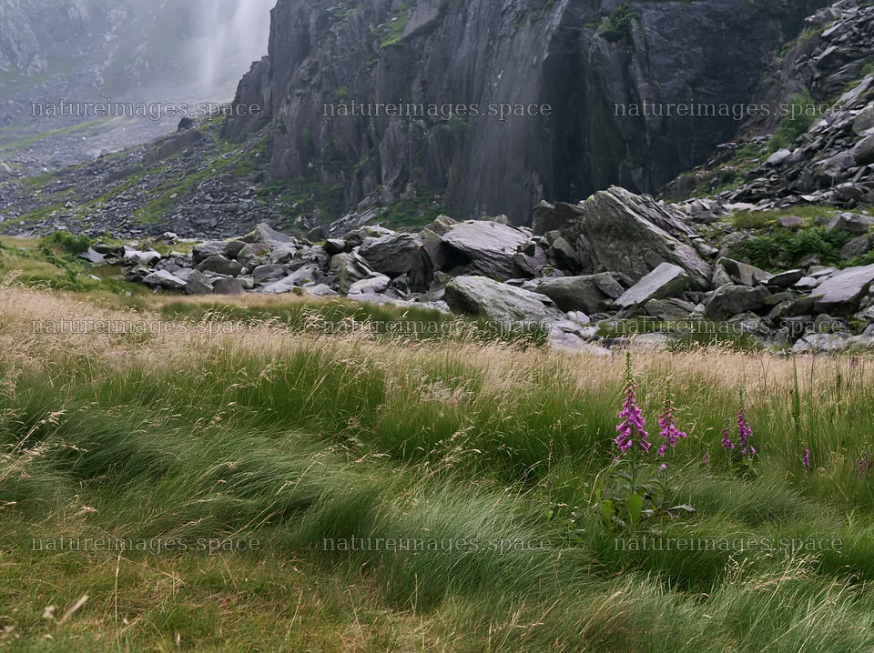 Meadow beneath crags with wildflowers and rocky landscape – nature images 9174x6866
