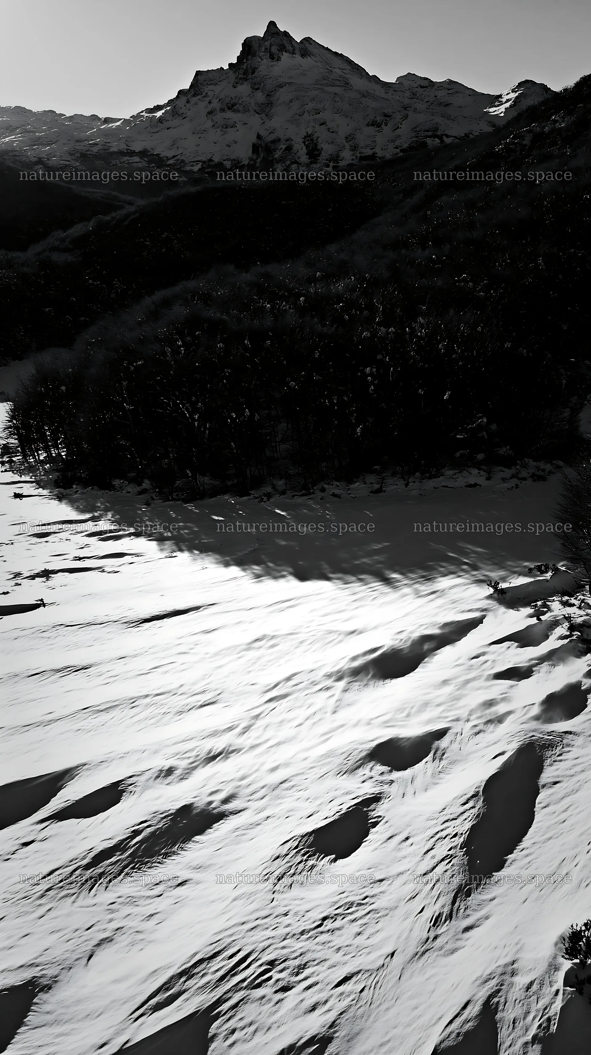 Aerial view of snowy meadow valley with trees and mountains – nature images 5938x10608