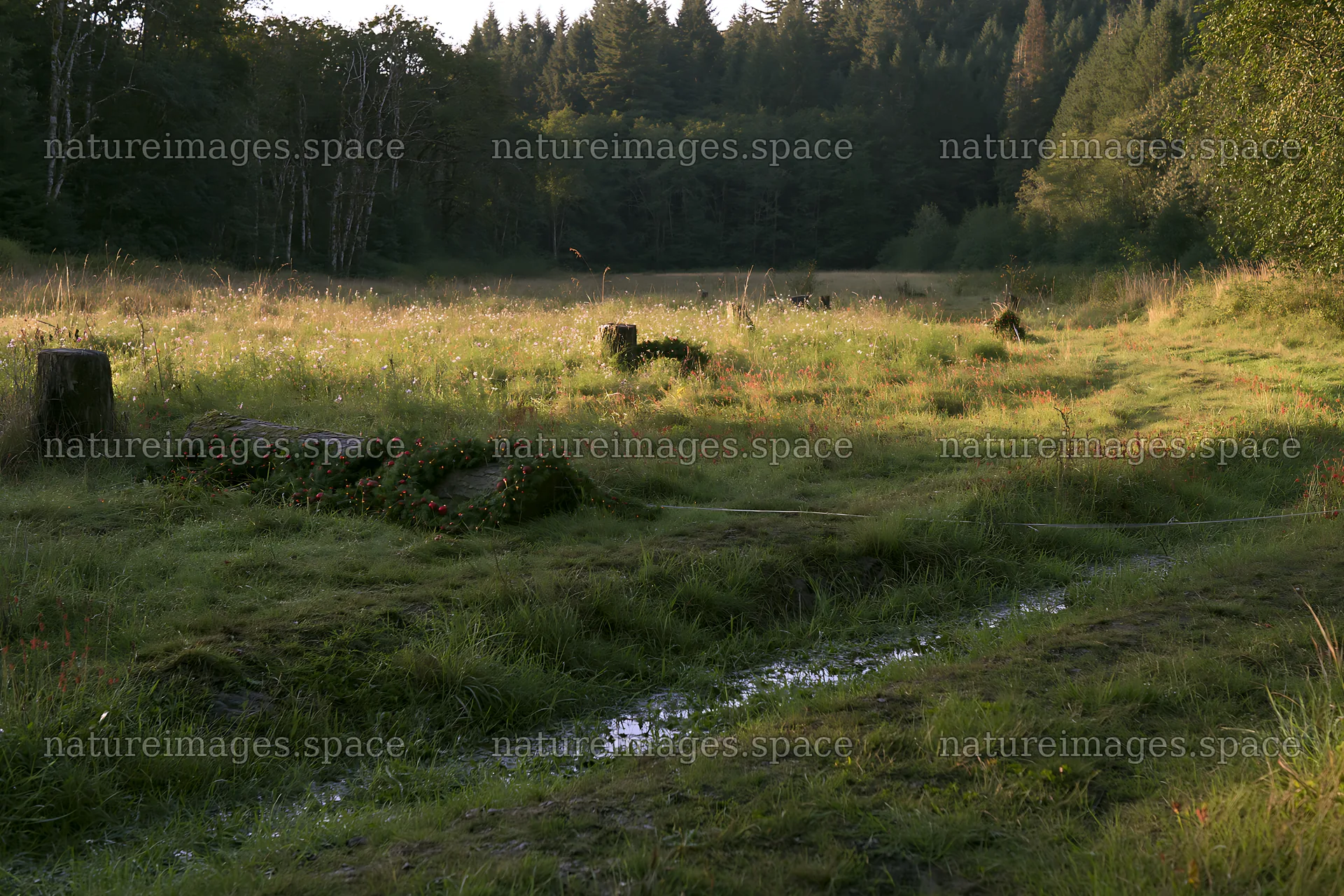 Expansive meadow with rainwater retention and natural elements – nature images 9722x6480