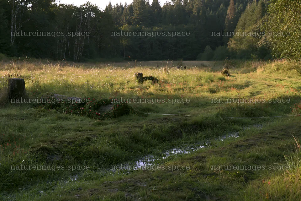 Expansive meadow with rainwater retention and natural elements – nature images 9722x6480